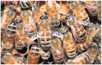  bee species