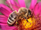 Медоносная пчела под угрозой исчезновения